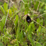 Orchidea Ophrys Bertolonii