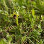Orchidea Ophrys Bombyliflora