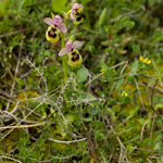 Orchidea Ophrys Neglecta