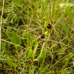 Orchidea Ophrys Passionis
