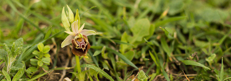 Orchidea Apulica Cesine