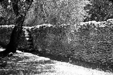 Muro a secco con albero di ulivo