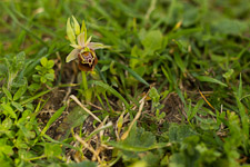 Le meravigliose orchidee spontanee del Salento