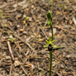 Orchidea Ophrys Classica