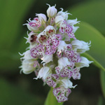 Orchidea Neotinea lactea