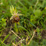 Orchidea Ophrys Apulica