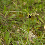 Orchidea Ophrys Incubacea