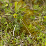 Orchidea Ophrys Lutea Minor